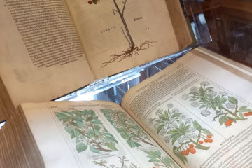 Cherry Trees Fuchs Gerrard