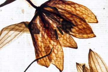 Lena Granfelt Fritillaria Melegaris LINN421 3