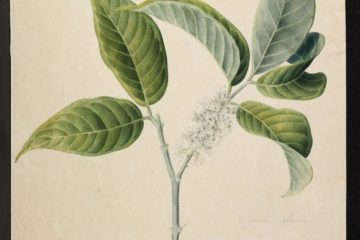 MS 609 034 Eugenia Glauca