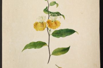 MS 609 035 Possira Simplex