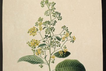 MS 609 036 Calycarpa Scandens