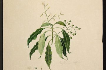 MS 609 037 Erithalis Alpina