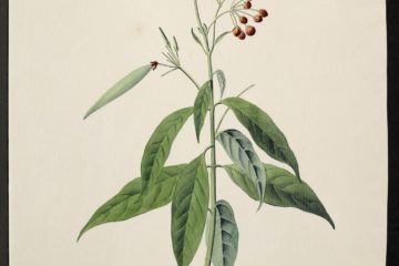 MS 609 038 Asclepias Curassavica