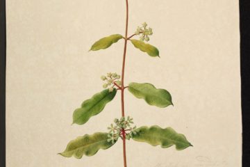 MS 609 039 Asclepias Undulata