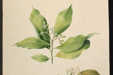 MS 609 040 Daphne Occidentale