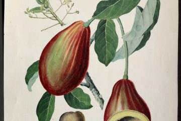 MS 609 041 Laurus Persia