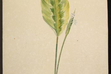 MS 609 042 Alpinia Maculata