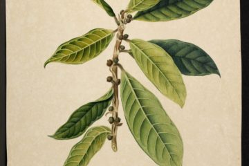 MS 609 043 Ficus Apiculata