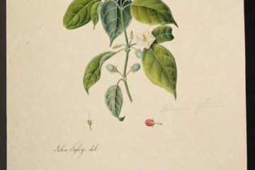 MS 609 044 Solanum Glandulosum