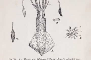 Morley Squid Notebook