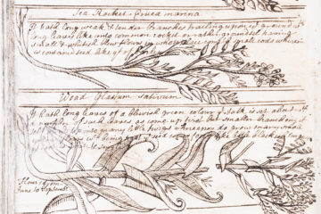 Nicholls Botanical Notebook