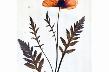 Papaver LINN669 10 L Granefelt