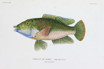 Poissons No36 Julis boryii