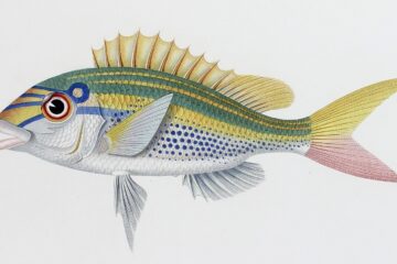 Poissons Scolopsides temporalis