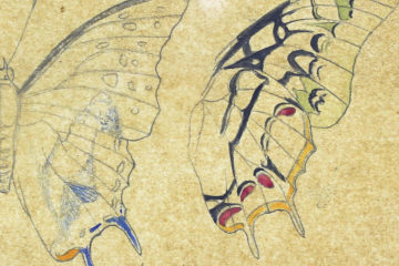 Wallace Eastern Butterflies Crop