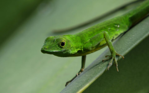 Anoles on the Edge: Adapting to the Andes