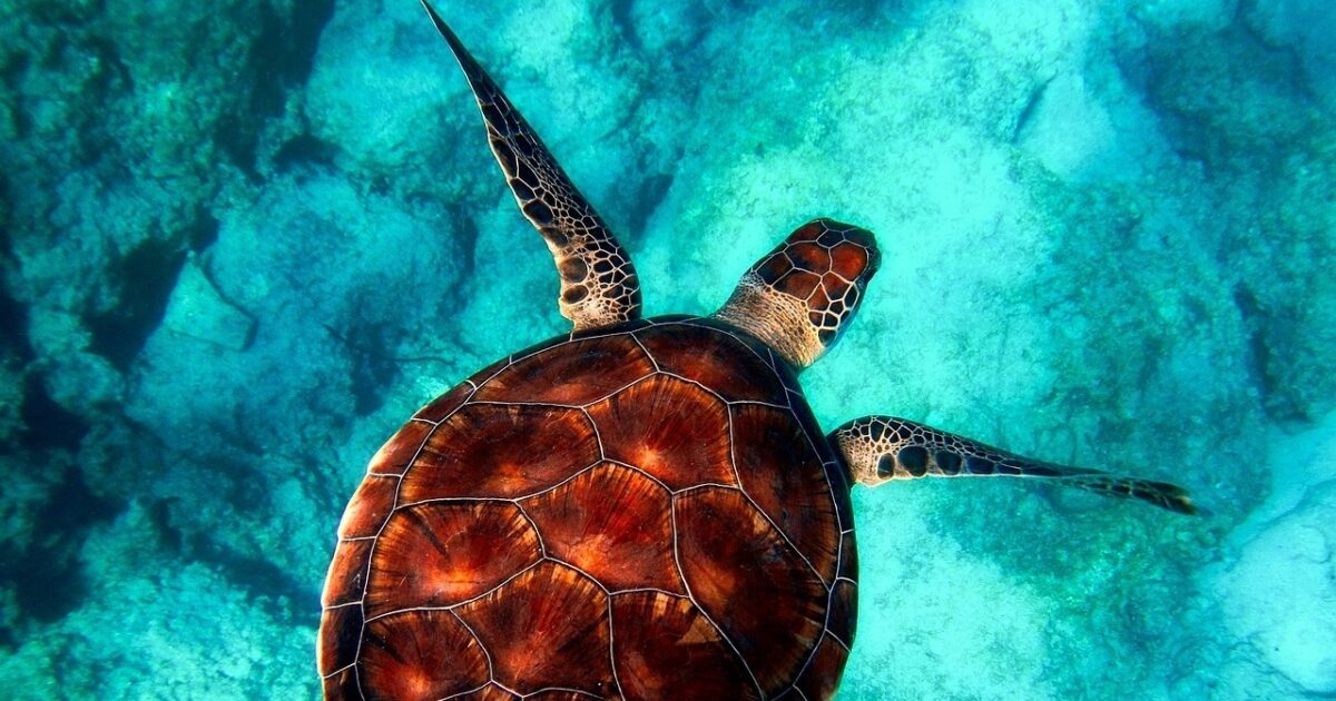 Fathers Out Of The Blue: Leatherback Turtles… | The Linnean Society