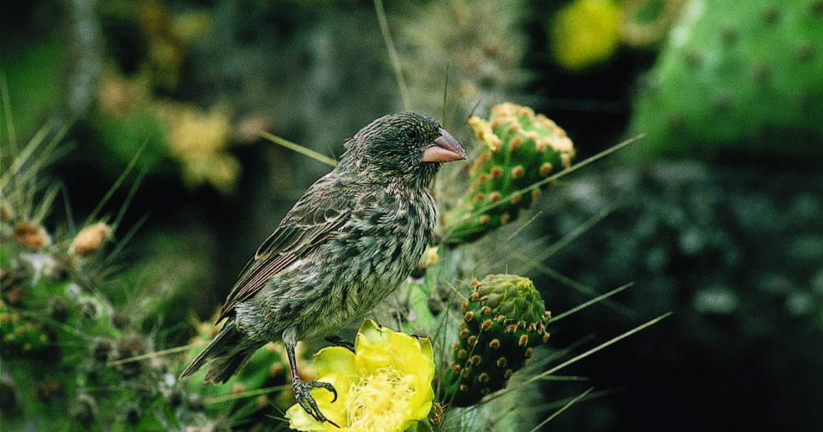 Icons of Evolution Why are there so many… The Linnean Society