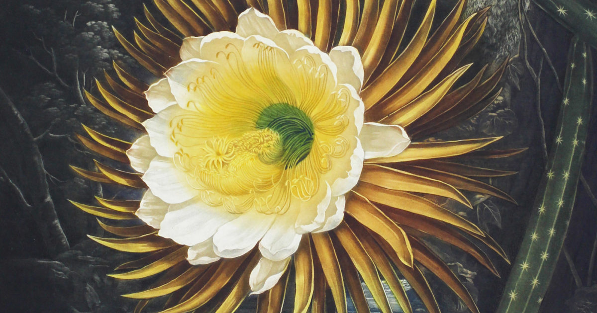 Cereus: A Blooming Obsession | The Linnean Society