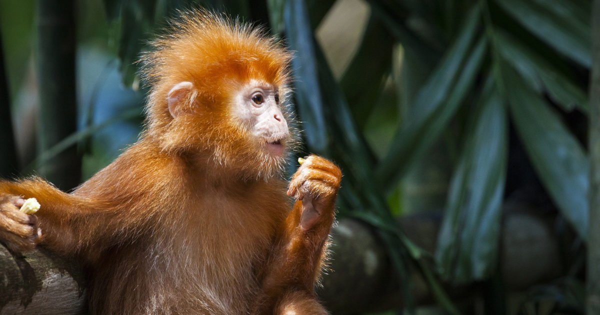 Liben Monkey Our Journals | The Linnean Society