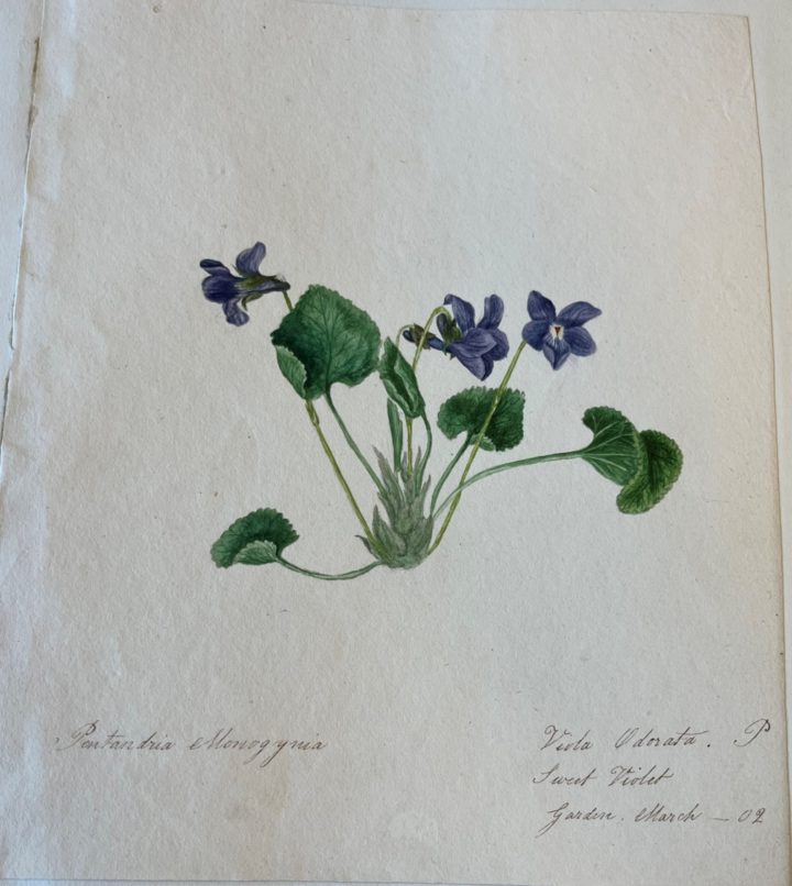 Watercolour drawing of the flower Sweet Violet