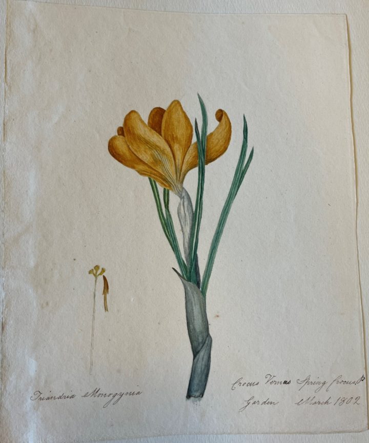 Watercolour drawing of the flower Spring Crocus