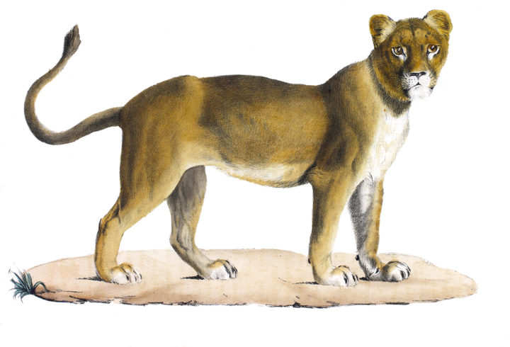 Drawing of a barbary lion