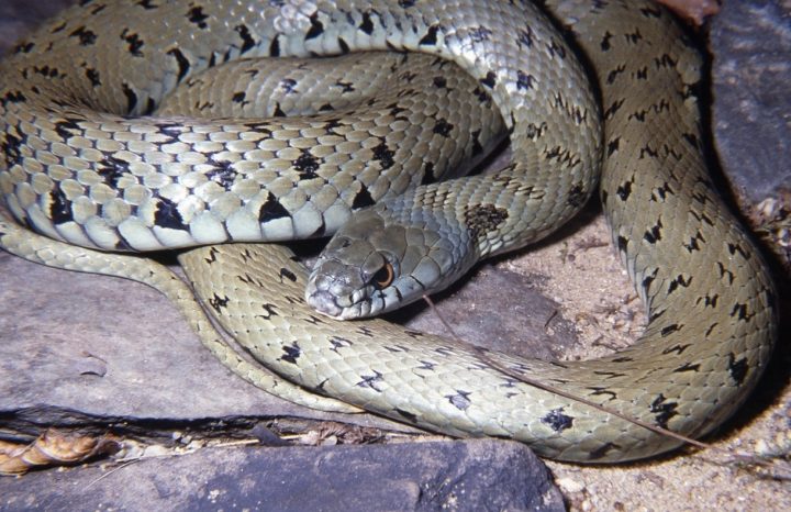 Iberian Grass Snake