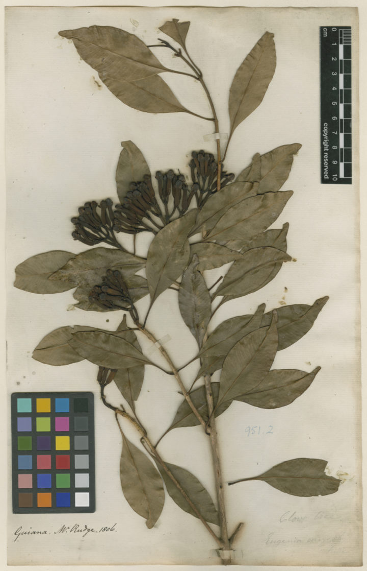 Caryophyllus LINN-HS 951.2