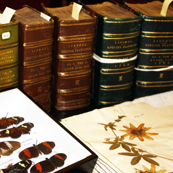 Specimens of butterflies and plants. In the background are a row of leather-bound books.