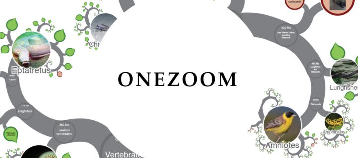 OneZoo