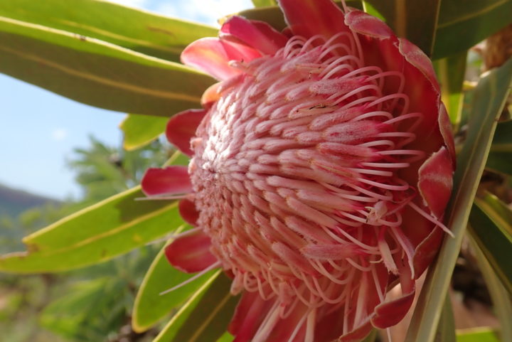 Protea caffra caffra, large pink flowering plant