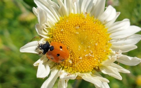 Acoustic Monitoring and Community Science at the Natural History Museum