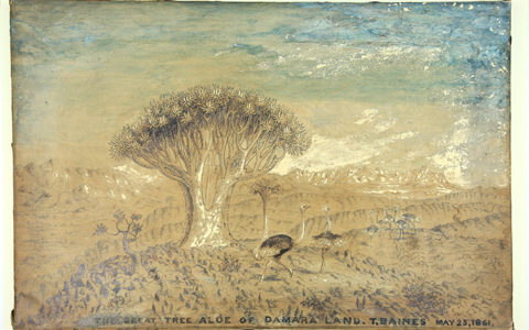 Thomas Baines and the Great Tree Aloe
