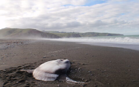 19th July 2017: Giant sunfish species eludes discovery for centuries
