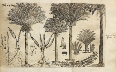 ‘Exotic Attractions’: Conserving Engelbert Kaempfer's famous publication