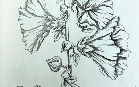 Elizabeth Blackwell's Curious Herbal