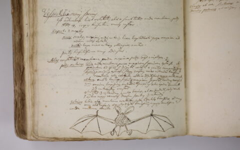 "On the bat's back I do fly after summer merrily" - Linnaeus's Manuscripta Medica Tom. 1