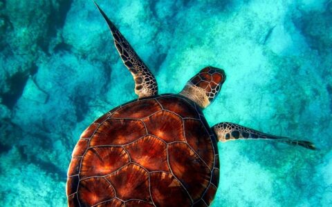 Fathers Out Of The Blue: Leatherback Turtles Take a DNA Test