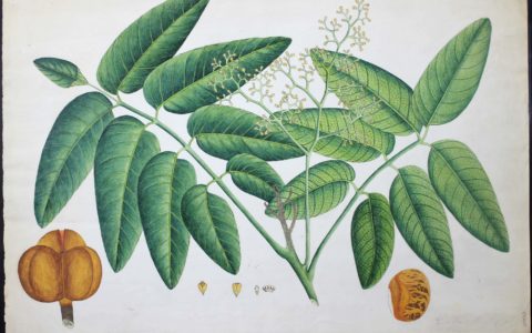 Manuscripts and drawings of Francis Buchanan-Hamilton now on the archive catalogue!