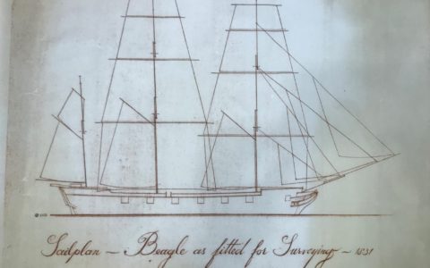 Lois Darling’s Beagle