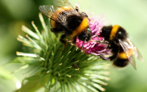 Congratulations to our newly-elected Fellows 'honoris causa'