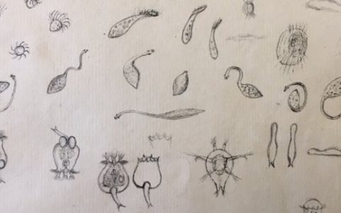 John Ellis’ Microscopic Animals