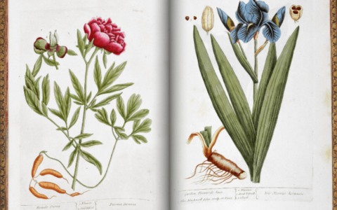'A Curious Herbal' as Material Witness