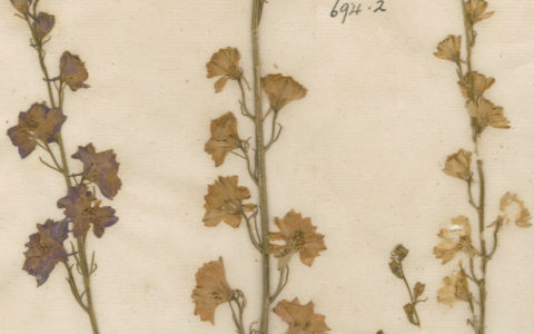 Our Digitised Collections