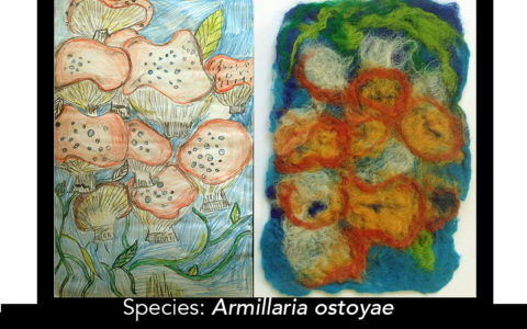 The Results of the 2019-20 BioMedia Competition!