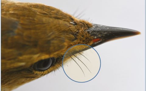 Why Do Birds Have Whiskers?