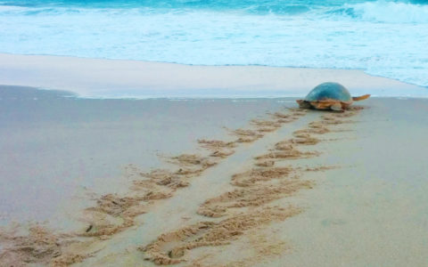 Sea Turtle-associated Diatoms: The Tiny Hitchhikers and Their Favourite Rides