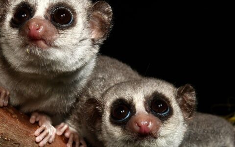 Out on a Limb: How Primates Jump in the Trees