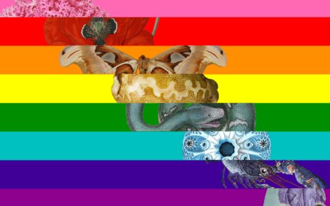 Endless Forms Most Beautiful – Celebrating Pride at the Linnean Society